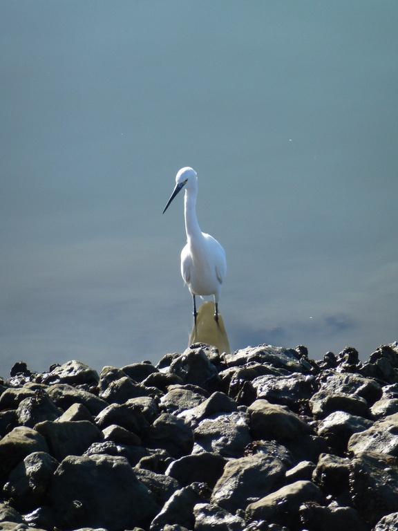 2011-10 Portugal/Olhao/P1000457.JPG